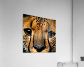 Cheetah Eyes Acrylic Print