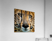 The Approach. Tiger. Acrylic Print