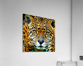 Moment of Clarity.  Acrylic Print