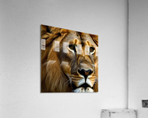 The Hunt. Lion Acrylic Print
