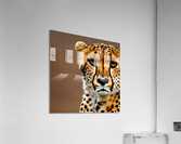 Before the Chase. Cheetah. Acrylic Print