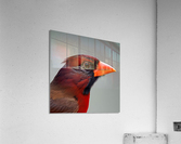 The Gaze. Cardinal. Acrylic Print