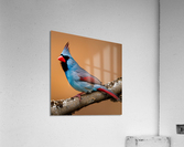 Colorful Cardinal  Impression acrylique