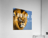 The King. Lion Acrylic Print