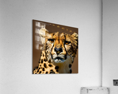 Intentional. Cheetah.  Acrylic Print