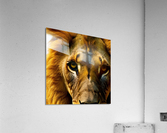 One Glance. Lion Acrylic Print