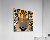 Tiger Eyes  Acrylic Print