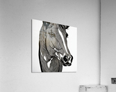 Claire. Horse. Line Art. Acrylic Print
