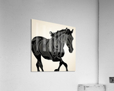 Black Stallion  Impression acrylique