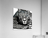 Comfort Zone.  Acrylic Print