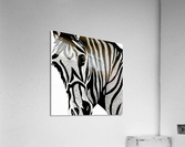 Wilbur - Tennessee Walker Horse Acrylic Print