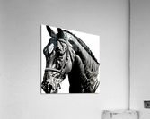 Emilie - Show Horse Impression acrylique