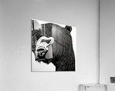 The Bear. Line Art. Acrylic Print