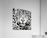 The Stare Acrylic Print