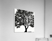 Tree of Life - Line Art Acrylic Print