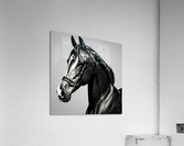 Sinbad. Horse. Line Art. Acrylic Print