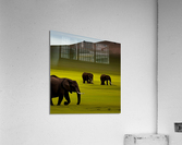 Serene. Elephants Acrylic Print