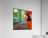 Attentive. Cardinal. Acrylic Print