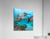 The Deep Dive Acrylic Print