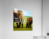 Elephant Love.  Acrylic Print