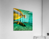 The Tail End. Acrylic Print