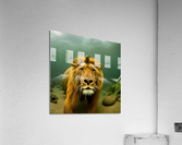 Lion. Playtime. Acrylic Print