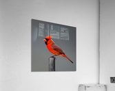 Unamused. Cardinal. Acrylic Print