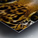 Determined. Tiger Eyes. Metal print