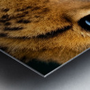 Cheetah Eyes Metal print
