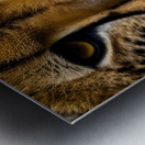 The Approach. Tiger. Metal print