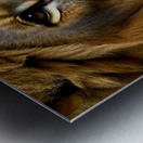 The Hunt. Lion Metal print