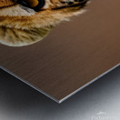 Before the Chase. Cheetah. Metal print