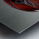 The Gaze. Cardinal. Metal print