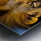 The King. Lion Metal print