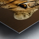 Intentional. Cheetah.  Metal print