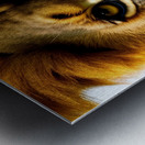 One Glance. Lion Metal print