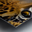 Tiger Eyes  Metal print