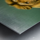 Lion. Playtime. Metal print
