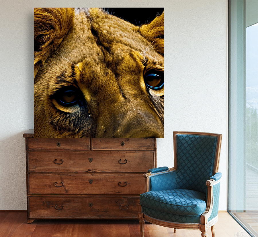 Focused. Eyes. Reproduction