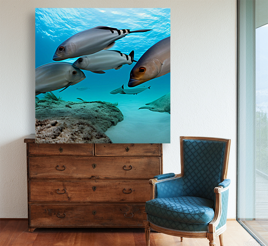 The Deep Dive Reproduction