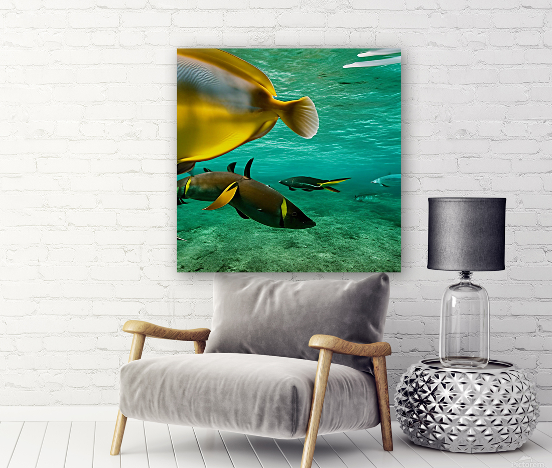 The Tail End. Reproduction