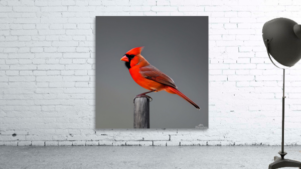 Unamused. Cardinal. Wall Preview