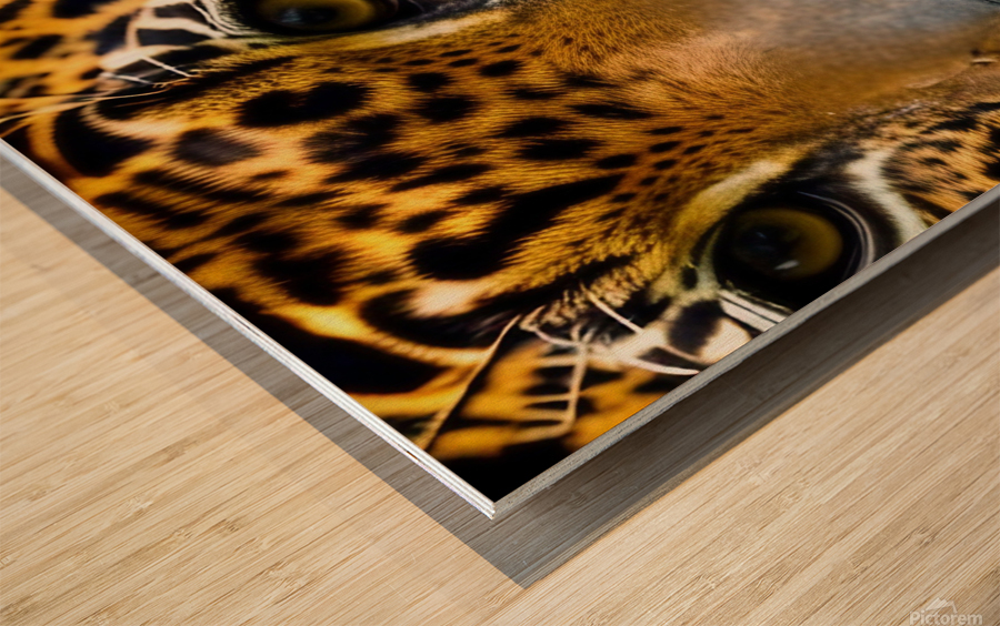 Determined. Tiger Eyes. Wood print