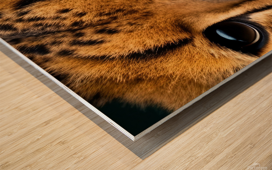 Cheetah Eyes Wood print