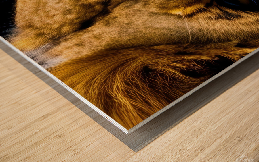 Focused. Eyes. Impression sur bois