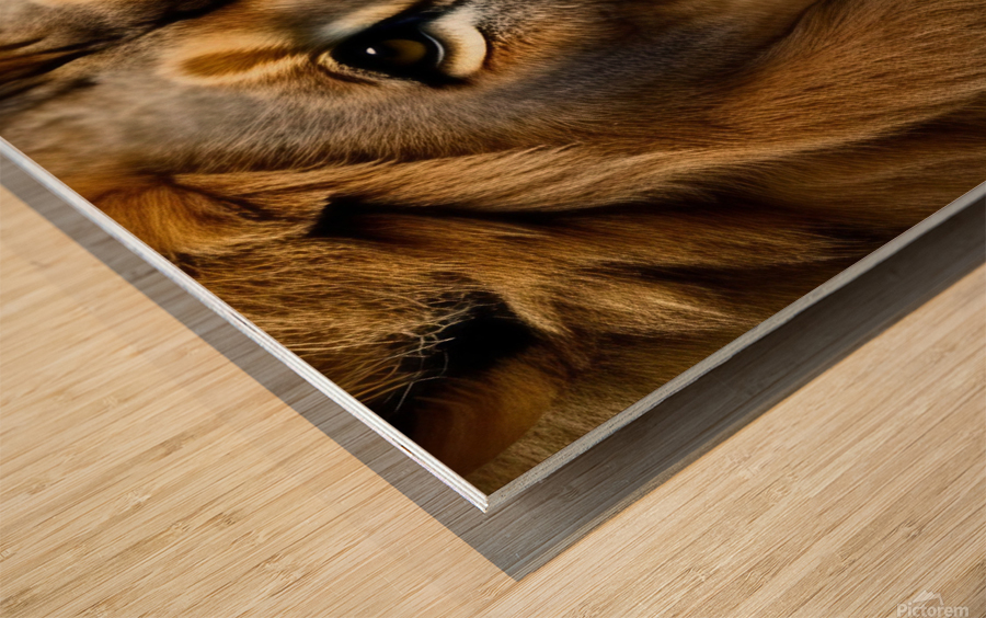 The Hunt. Lion Wood print