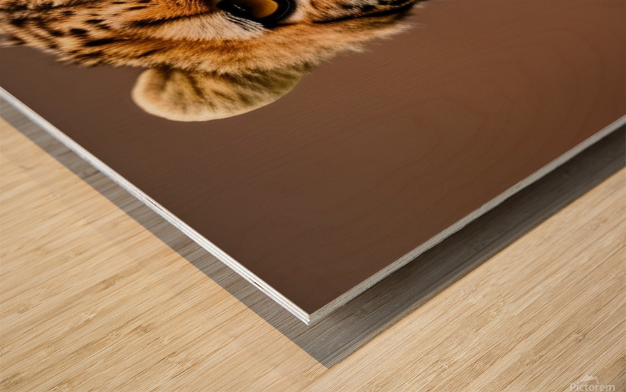 Before the Chase. Cheetah. Wood print