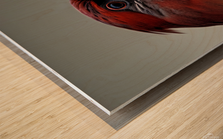 The Gaze. Cardinal. Wood print