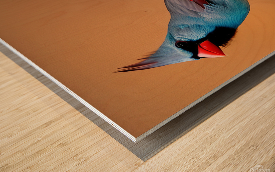 Colorful Cardinal  Impression sur bois