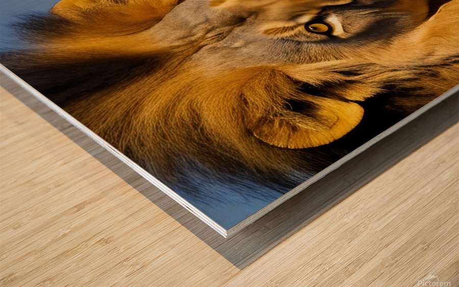 The King. Lion Wood print